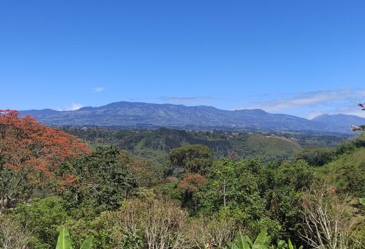 0338004 🌿 Finca “El Bambú”: Your private refuge in the heart of Paraiso